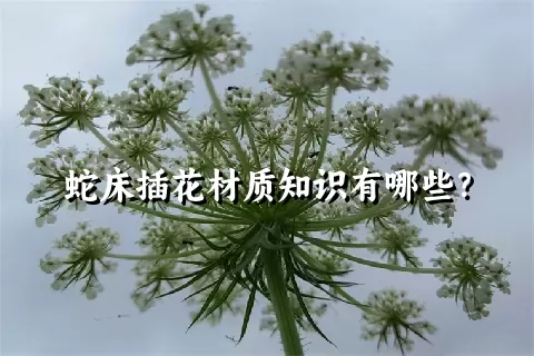 蛇床插花材质知识有哪些？