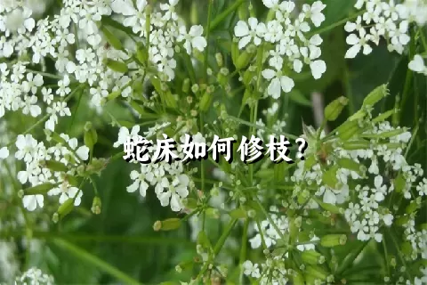 蛇床如何修枝？