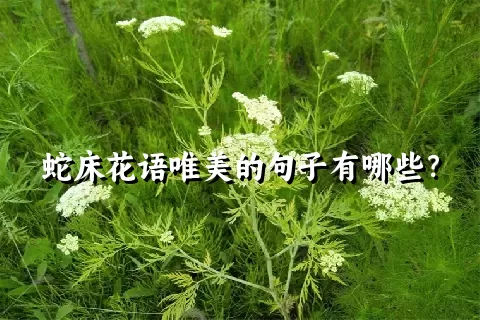 蛇床花语唯美的句子有哪些？