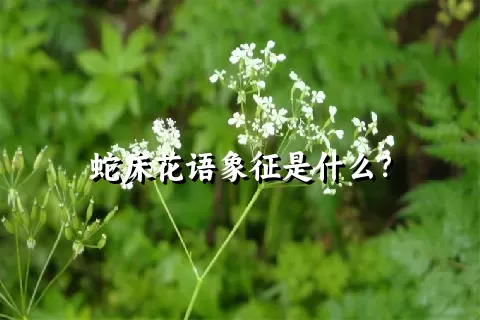 蛇床花语象征是什么？