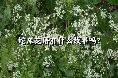 蛇床花语有什么故事吗？