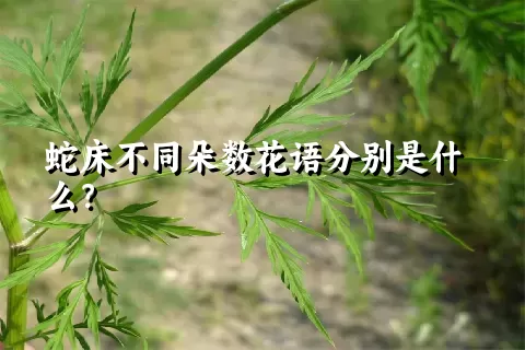 蛇床不同朵数花语分别是什么？