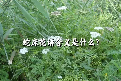 蛇床花语含义是什么？