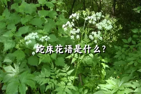 蛇床花语是什么？