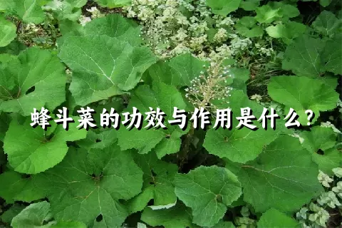 蜂斗菜的功效与作用是什么？