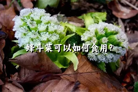 蜂斗菜可以如何食用？