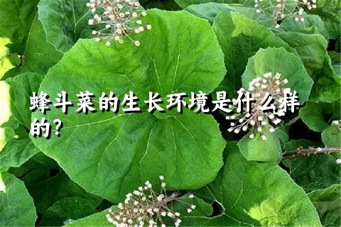 蜂斗菜的生长环境是什么样的？