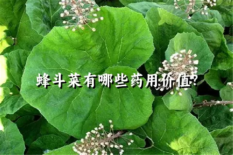 蜂斗菜有哪些药用价值？