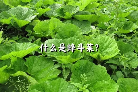 什么是蜂斗菜？