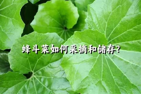 蜂斗菜如何采摘和储存？