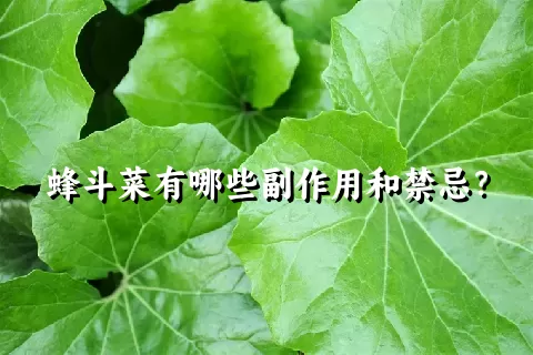 蜂斗菜有哪些副作用和禁忌？