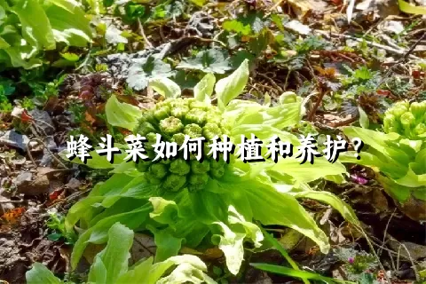 蜂斗菜如何种植和养护？