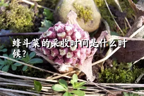 蜂斗菜的采收时间是什么时候？