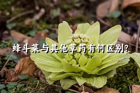 蜂斗菜与其他草药有何区别？