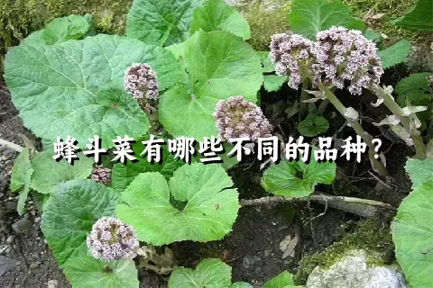 蜂斗菜有哪些不同的品种？