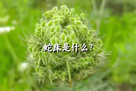 蛇床是什么？