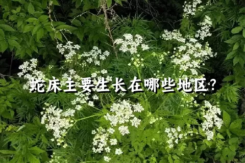 蛇床主要生长在哪些地区？