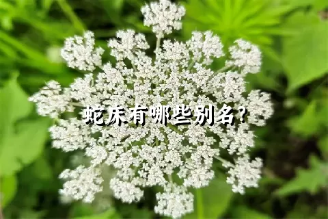 蛇床有哪些别名？