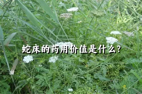 蛇床的药用价值是什么？