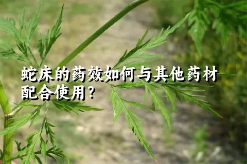 蛇床的药效如何与其他药材配合使用？