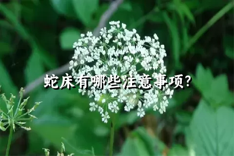 蛇床有哪些注意事项？