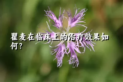 瞿麦在临床上的治疗效果如何？