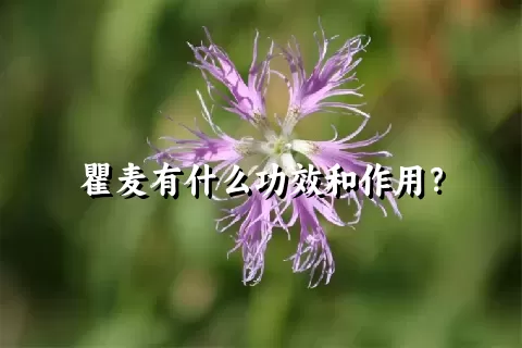 瞿麦有什么功效和作用？