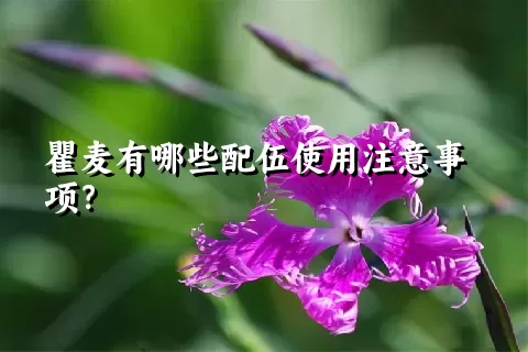 瞿麦有哪些配伍使用注意事项？