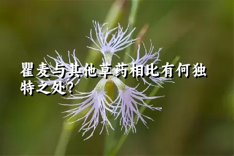 瞿麦与其他草药相比有何独特之处？