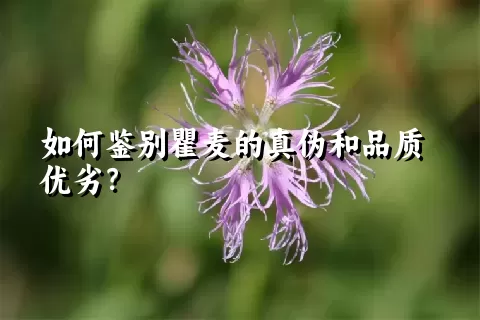 如何鉴别瞿麦的真伪和品质优劣？