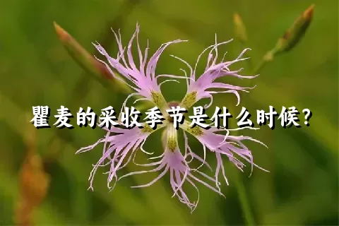 瞿麦的采收季节是什么时候？