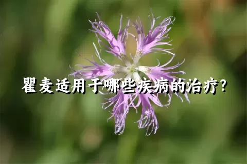 瞿麦适用于哪些疾病的治疗？