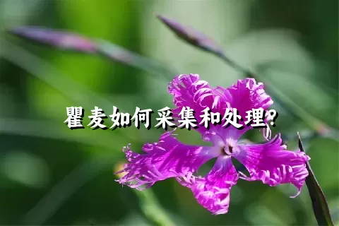 瞿麦如何采集和处理？