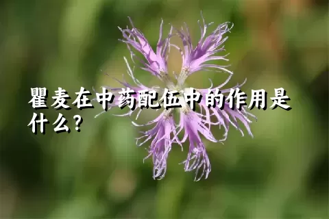 瞿麦在中药配伍中的作用是什么？