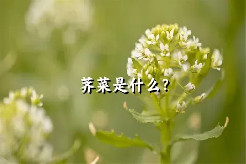 荠菜是什么？