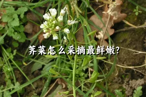 荠菜怎么采摘最鲜嫩？