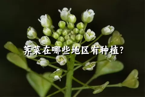 荠菜在哪些地区有种植？