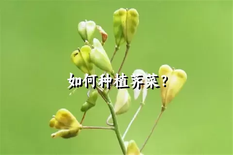 如何种植荠菜？