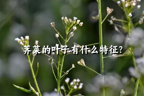 荠菜的叶子有什么特征？