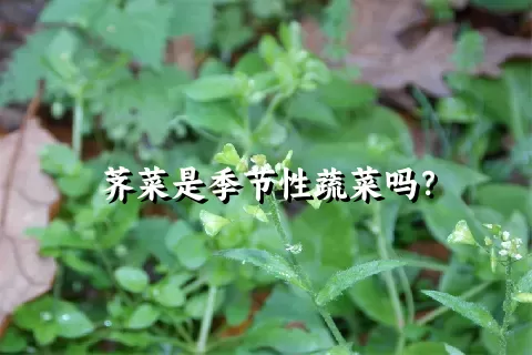 荠菜是季节性蔬菜吗？