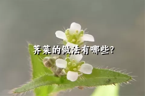 荠菜的做法有哪些？