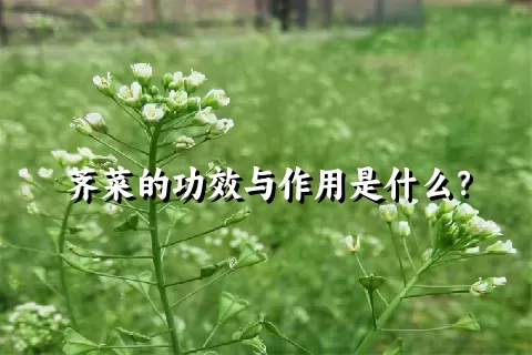 荠菜的功效与作用是什么？