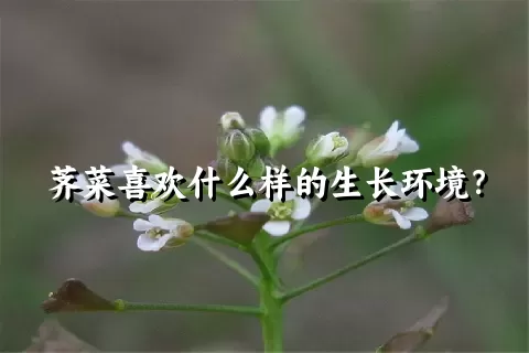 荠菜喜欢什么样的生长环境？