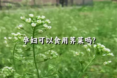 孕妇可以食用荠菜吗?