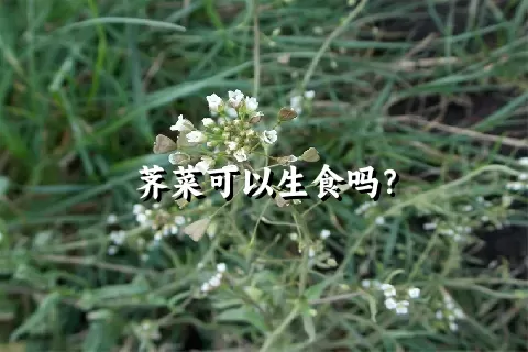 荠菜可以生食吗？