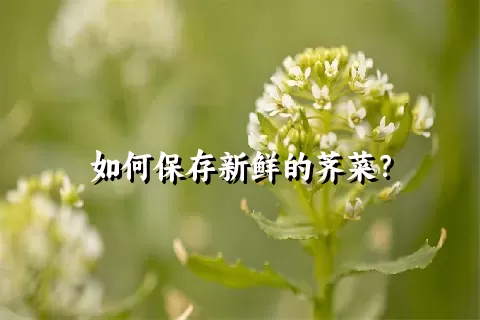 如何保存新鲜的荠菜？