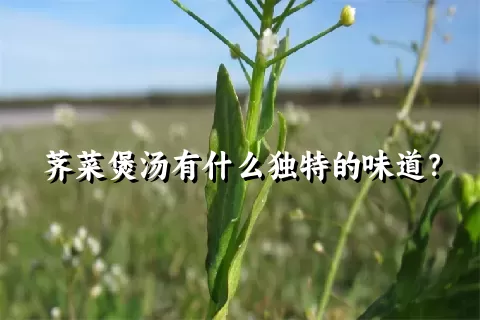 荠菜煲汤有什么独特的味道？