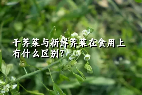 干荠菜与新鲜荠菜在食用上有什么区别？