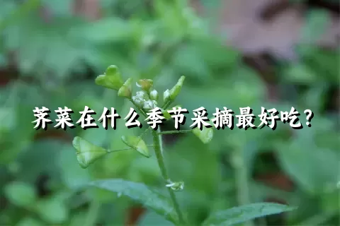 荠菜在什么季节采摘最好吃？