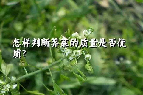 怎样判断荠菜的质量是否优质？